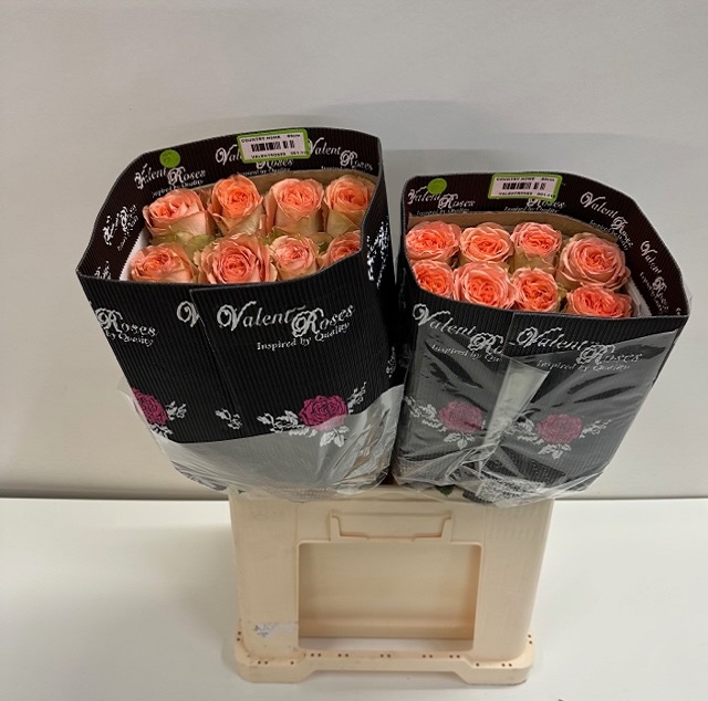 Rosa ec country home VL.jpg